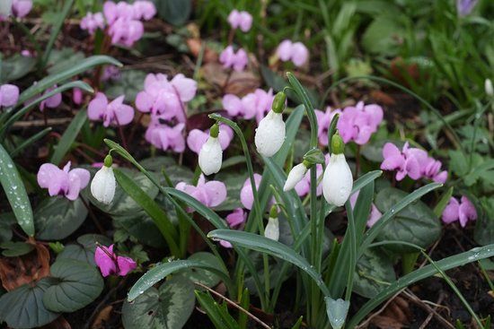Myddelton House Gardens